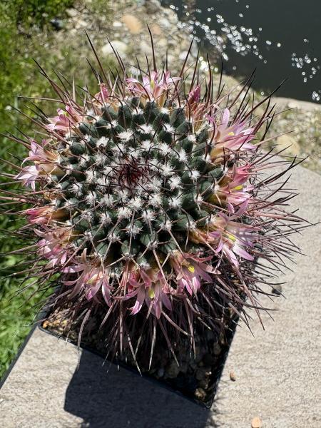 Mammillaria compressa